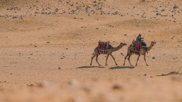 Cammelli nel deserto del Cairo