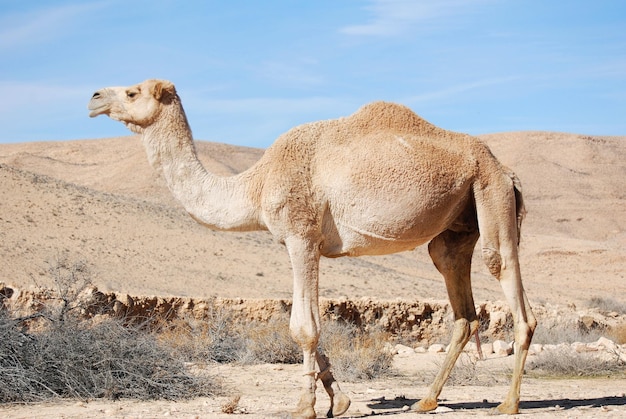 Cammelli nel deserto del Negev in Israele, vicino a Mitzpe Ramon, carovana di dromedari