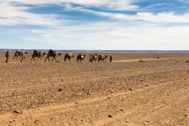 cammelli nel deserto del Sahara, in Marocco