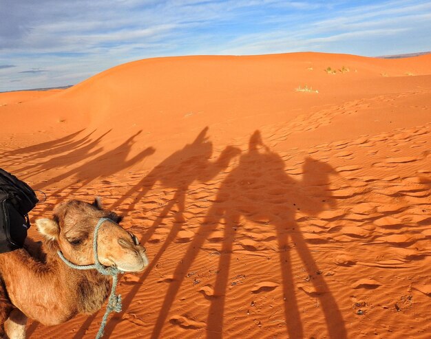 Cammelli nel deserto sabbioso