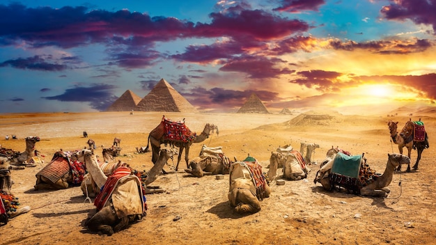 Cammelli nel deserto sabbioso