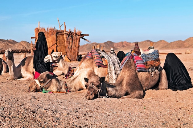 Cammelli nel deserto