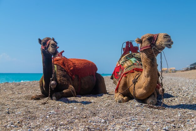 Cammelli sulla costa del mare del deserto. Messa a fuoco selettiva. Natura.