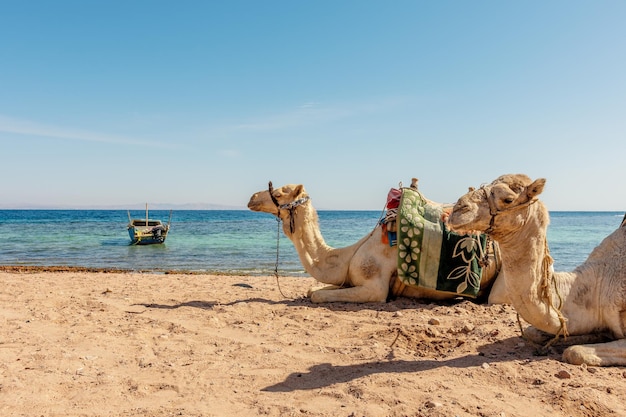 Cammelli sulla riva del Mar Rosso nel Golfo di Aqaba Dahab Egitto