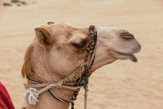 Cammello arabo nel deserto