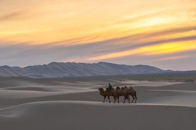 Cammello attraversando le dune di sabbia all'alba