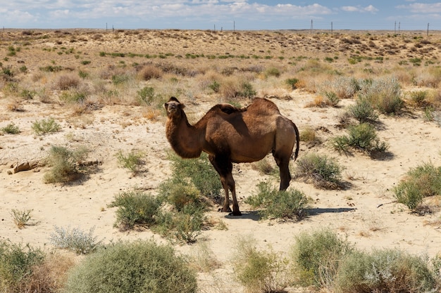 Cammello battriano nel deserto