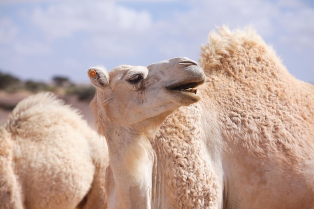 Cammello bianco amichevole che vaga liberamente nel deserto del Marocco.