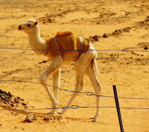 Cammello bianco nel deserto