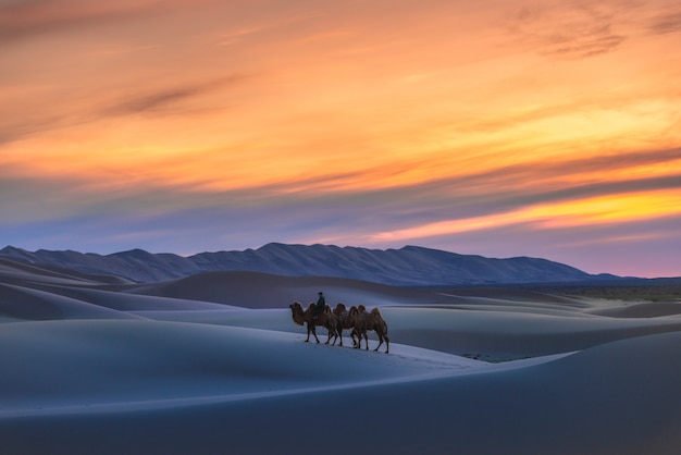 Cammello che passa attraverso le dune di sabbia su alba, deserto Mongolia del Gobi.