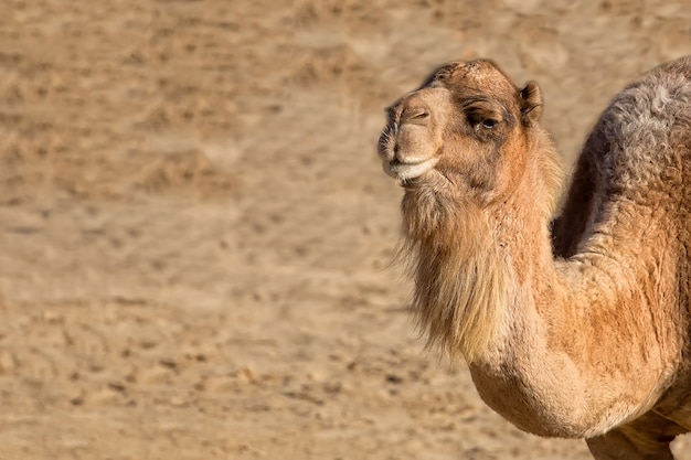 Cammello che riposa in una radura, un ritratto