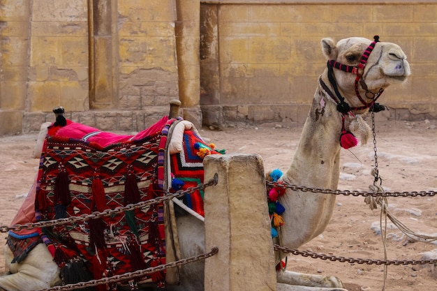 Cammello con tela di cavallo colorata. Giza. Egitto.