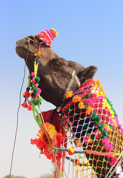 Cammello decorato durante il festival a Pushkar India