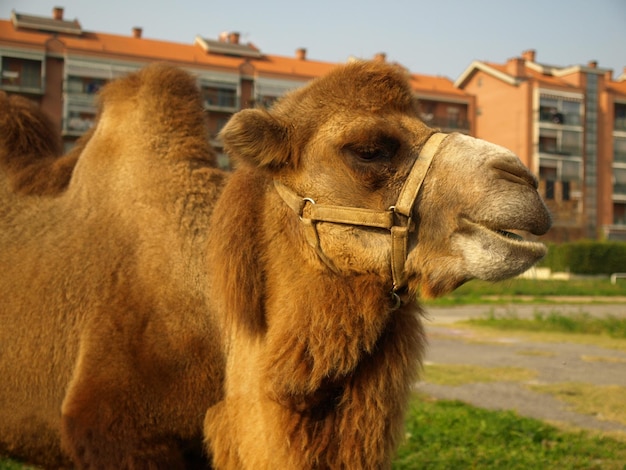 Cammello della Battriana (Camelus bactrianus) animale mammifero