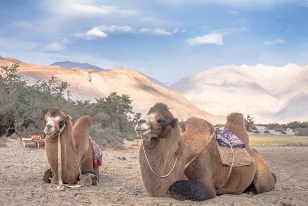 Cammello della Battriana per la guida turistica nella valle della Nubra