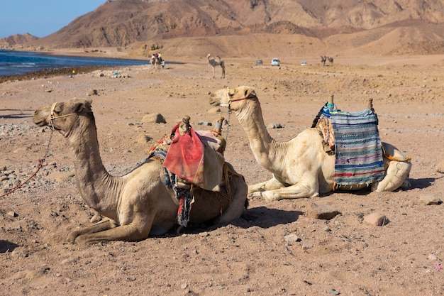 Cammello Dromedar nelle sabbie di fondo del deserto caldo, Egitto, Sinai