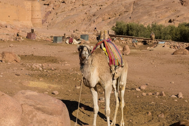 Cammello Dromedar sullo sfondo della montagna di San Mosè, Egitto, Sinai