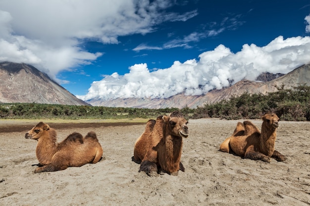 Cammello in Nubra vally, Ladakh