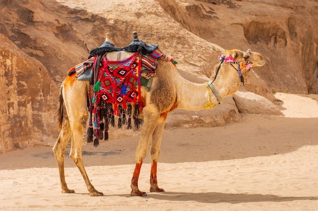 Cammello nel bellissimo paesaggio diurno del deserto di Wadi Rum Giordania