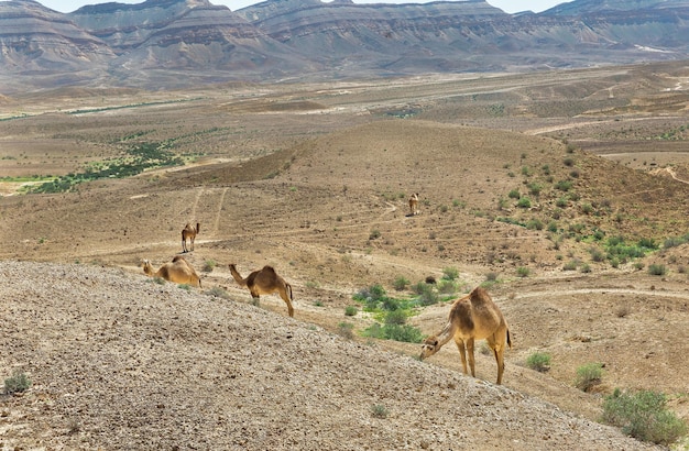 Cammello nel deserto del Negev, Israele