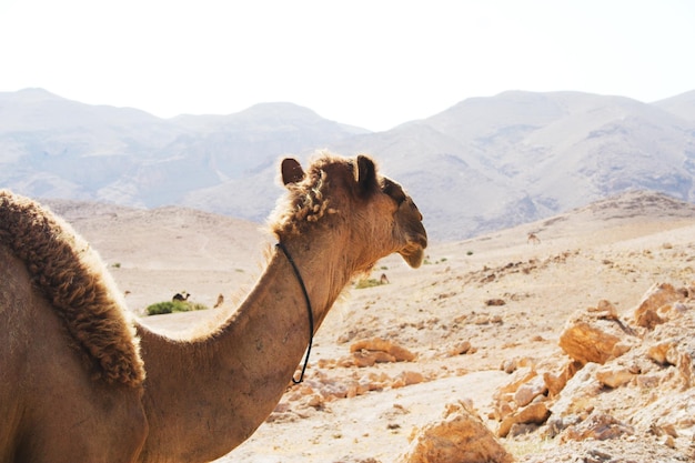 Cammello nel deserto