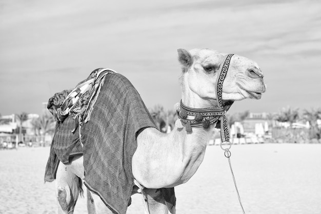 Cammello sulla spiaggia di Dubai Jumeirah e sui grattacieli nel backround Dubai Emirati Arabi Uniti