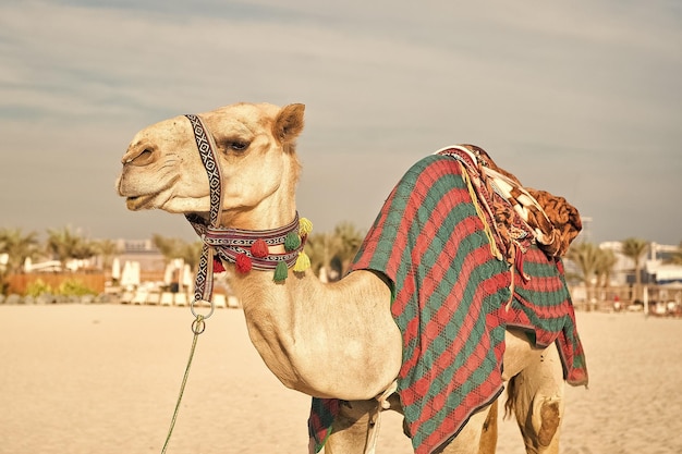 Cammello sulla spiaggia e sui grattacieli di Dubai Jumeirah