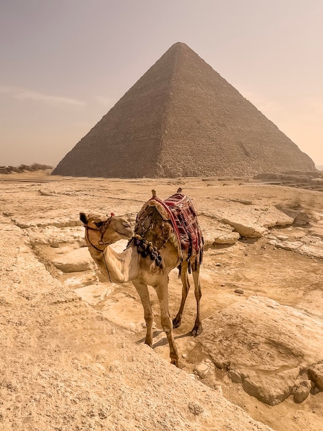 Cammello sullo sfondo della piramide egizia Grandi Piramidi d'Egitto Giza Il Cairo