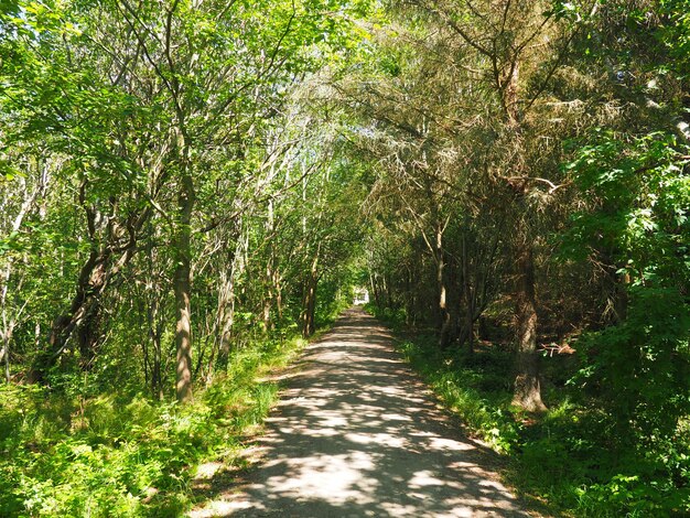 Cammina attraverso una foresta intorno alla costa di Varberg