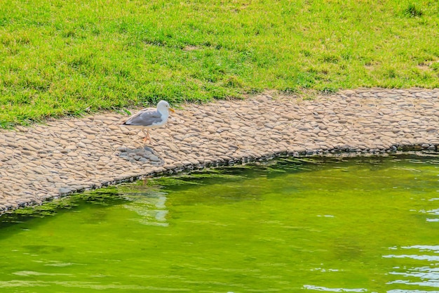 Cammina in Italia parco gabbiano bello e divertente gabbiano sull'erba verde il gabbiano comune gabbiano sull'erba