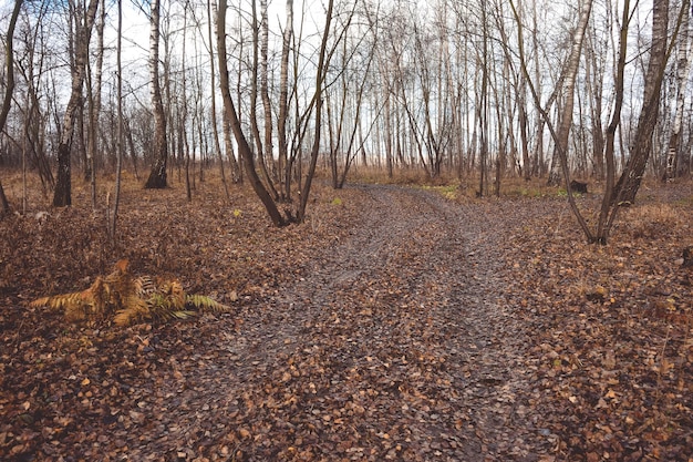 Cammina nel fogliame autunnale della foresta autunnale