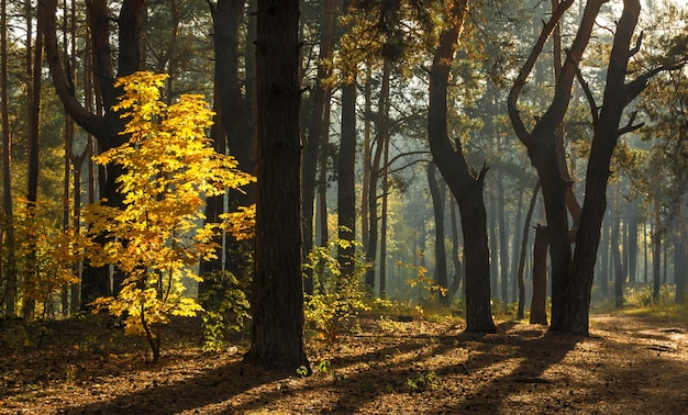 Cammina nella foresta autunnale. Colori autunnali. Luce del sole