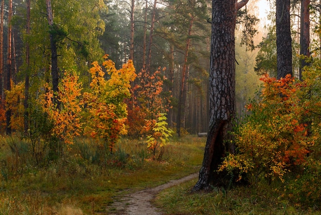 Cammina nella foresta autunnale. Colori autunnali. Nebbie autunnali. Colori autunnali