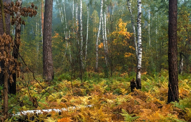 Cammina nella foresta autunnale. Colori autunnali. Nebbie autunnali. Malinconia.