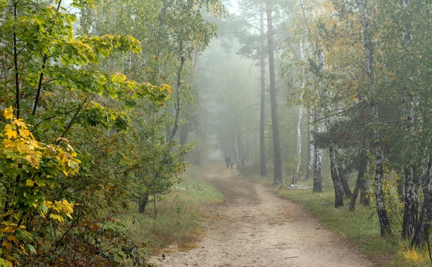 Cammina nella foresta autunnale. Colori autunnali. Nebbie autunnali. Malinconia.