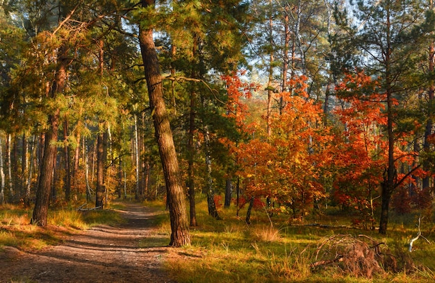 Cammina nella foresta. Mattina presto. I raggi del sole. Bellezza autunnale