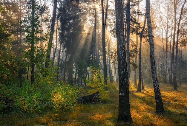 Cammina nella foresta. Mattina presto. I raggi del sole. Bellezza autunnale