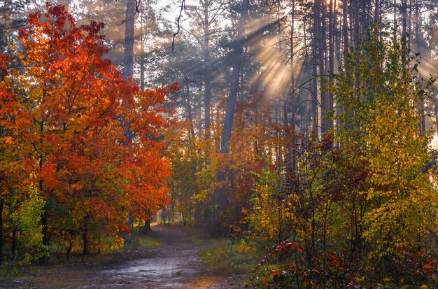 Cammina nella foresta. Mattina presto. I raggi del sole. Bellezza autunnale