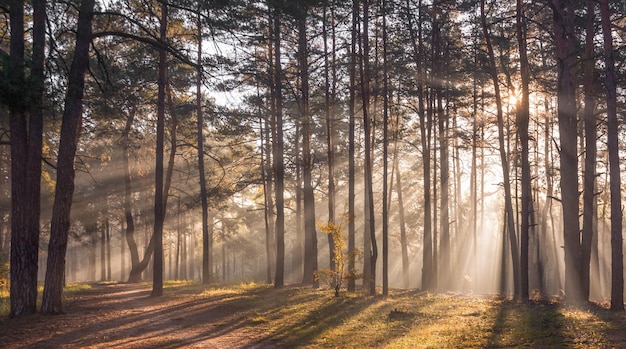 Cammina nella foresta soleggiata. i raggi del sole