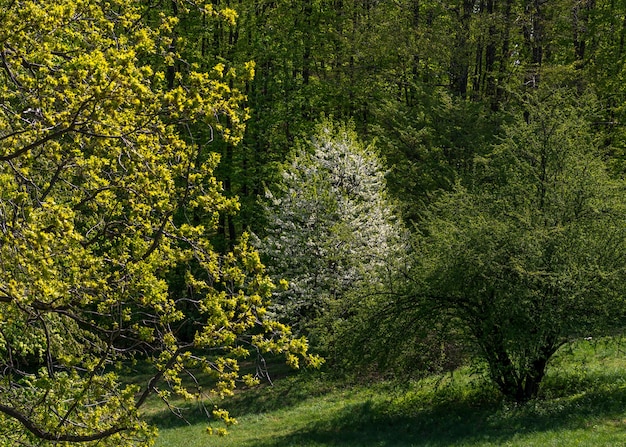 Cammina nella natura. Bel tempo per viaggiare all'aperto. Paesaggio. Zona Parco