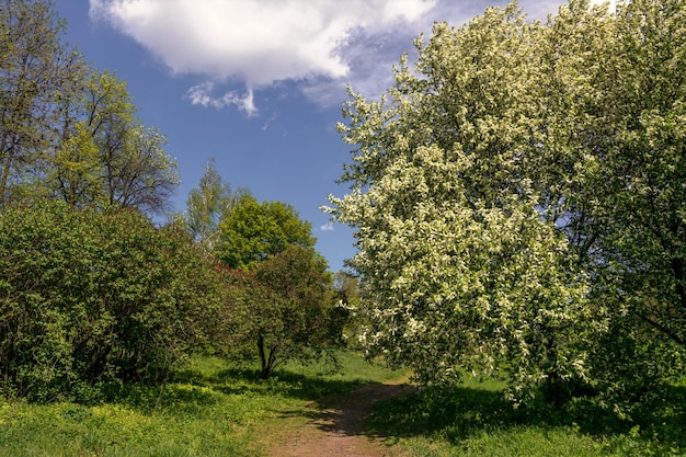 Cammina nella natura. Bel tempo per viaggiare all'aperto. Paesaggio. Zona Parco