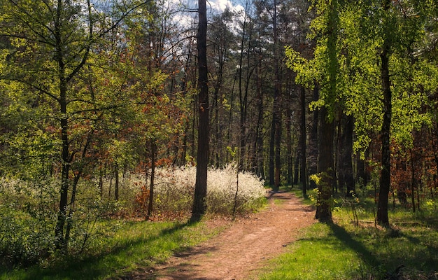 Cammina nella natura. Bel tempo per viaggiare all'aperto. Paesaggio. Zona Parco