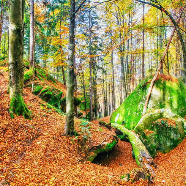 Camminando in un terreno roccioso nella foresta. Carpazi, Ucraina