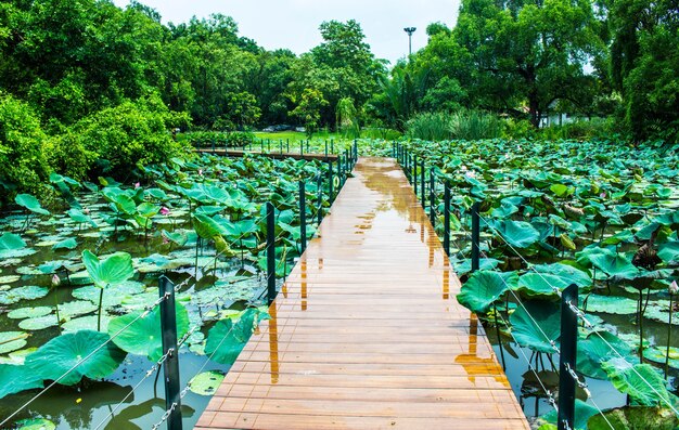 Camminando nel giardino