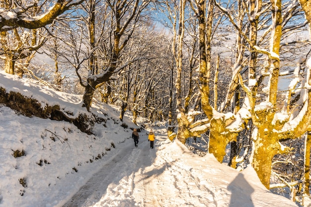 Camminando verso il parco naturale di Oianleku all'alba, bosco di faggi innevato nella città di Oiartzun a Penas de Aya, Gipuzkoa. Paese Basco