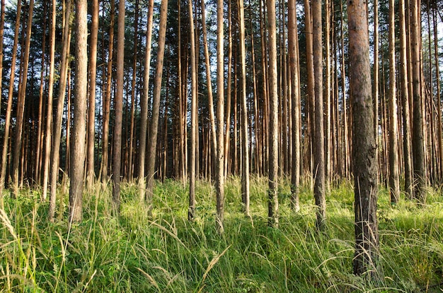 camminare attraverso la foresta estiva