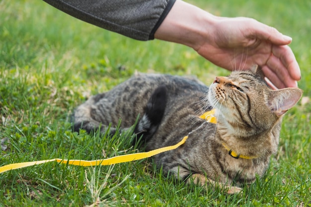 Camminare con un gatto domestico con il proprietario su un'imbracatura gialla Il gatto soriano che accarezza la mano di una persona all'aperto si nasconde nell'erba verde con cautela e curiosità Insegnare al tuo animale domestico a camminare