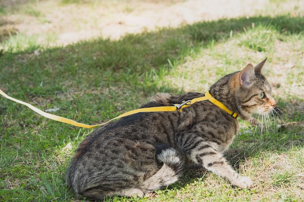 Camminare con un gatto domestico su un'imbracatura gialla Il gatto soriano ha paura dell'aria aperta si nasconde nell'erba verde con cautela e curiosità Insegnare al tuo animale domestico a camminare