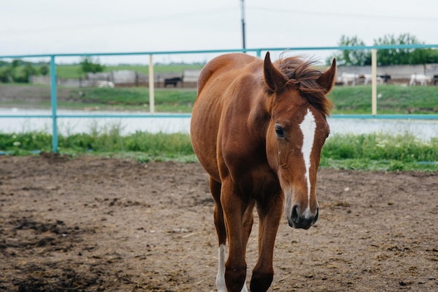 Camminare un cavallo bello e sano nel ranch. Zootecnia e allevamento di cavalli.