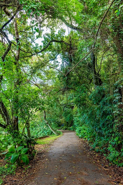 Cammino attraverso la foresta pluviale attraverso gli alberi a Rio de Janeiro